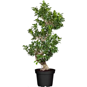 Ficus Ginseng Bonsai in Betonkeramik mit Metall