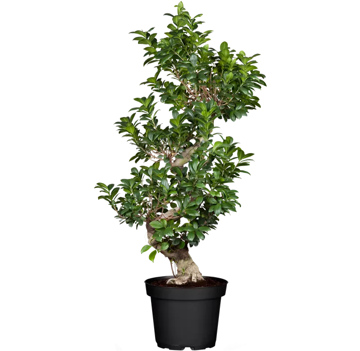 Chinesische Feige Bonsai