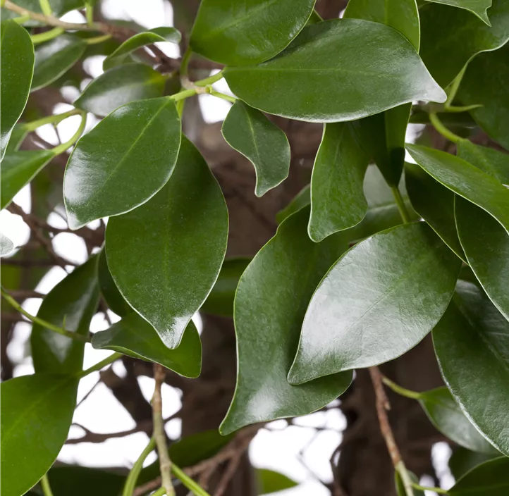 Chinesische Feige Bonsai