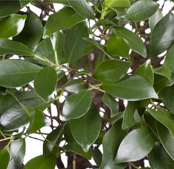 Chinesische Feige Bonsai