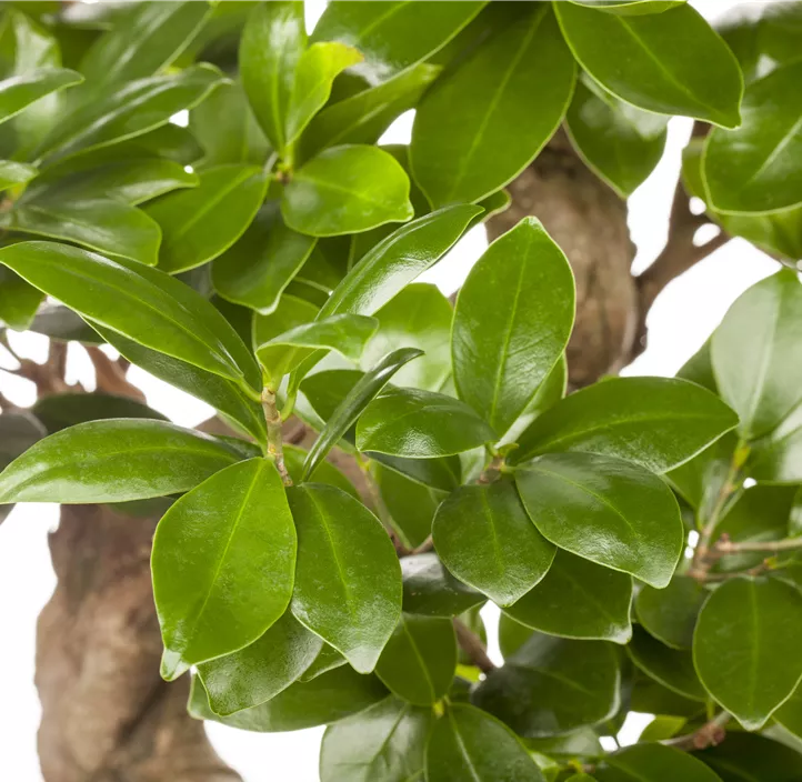 Chinesische Feige Bonsai