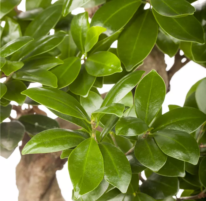 Chinesische Feige Bonsai