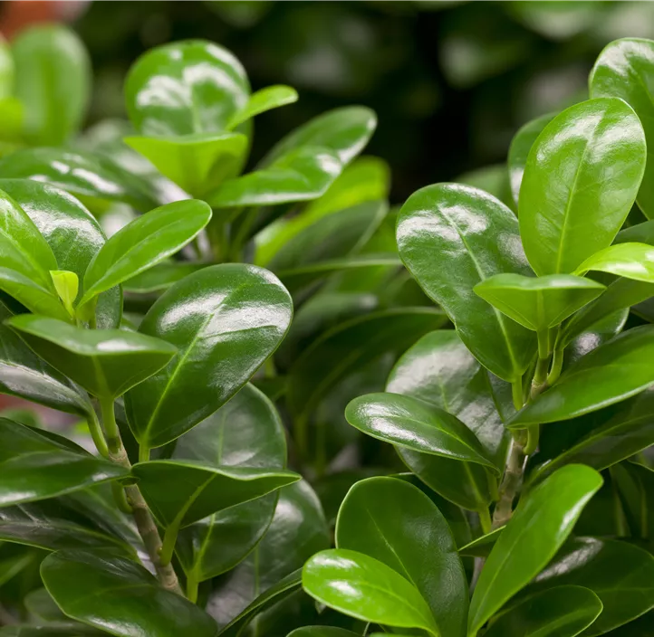 Chinesische Feige Bonsai