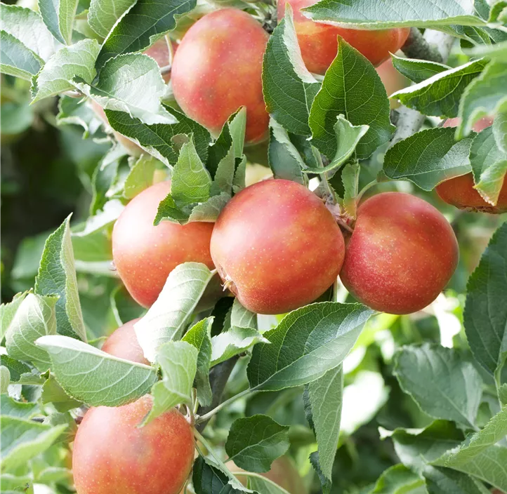 Apfel 'Braeburn'