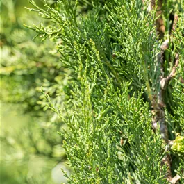 Cupressus sempervirens Totem Säule