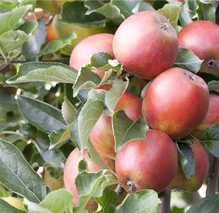 Apfel 'Braeburn'