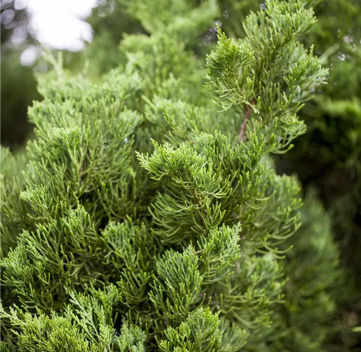 Chinesischer Wacholder 'Kaizuka' Bonsai