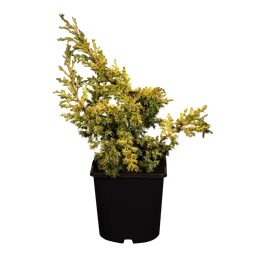 Juniperus chinesis Olympia Bonsai