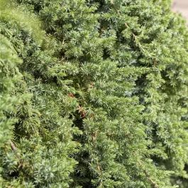 Juniperus conferta Blue Pacific Viertelstamm