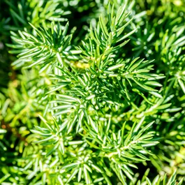 Juniperus conferta Blue Pacific Halbstamm