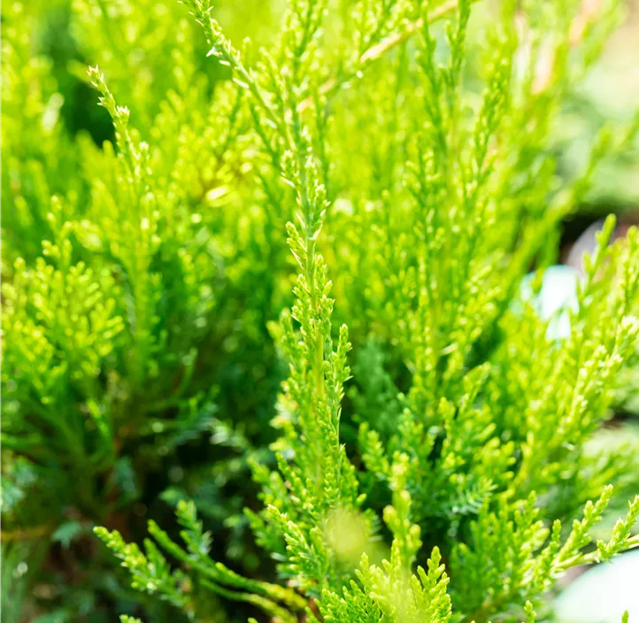 Wacholder 'Mint Julep' Bonsai