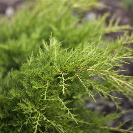 Juniperus media Pfitzeriana Compacta Bonsai