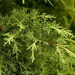 Juniperus Pfitzeriana Aurea S-Form Bonsai