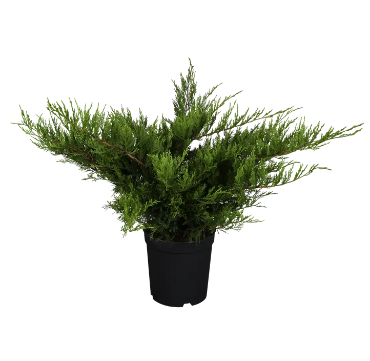 Wacholder 'Mint Julep' Bonsai