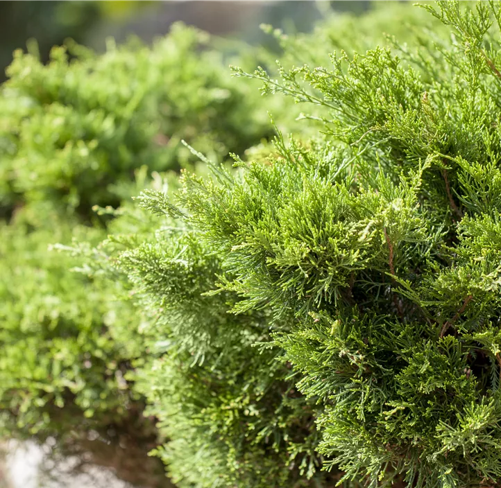 Wacholder 'Mint Julep' Bonsai