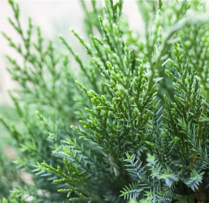 Wacholder 'Mint Julep' Bonsai