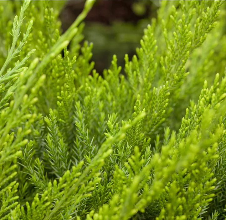 Wacholder 'Mint Julep' Bonsai