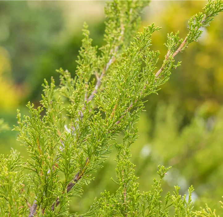 Wacholder 'Mint Julep' Bonsai