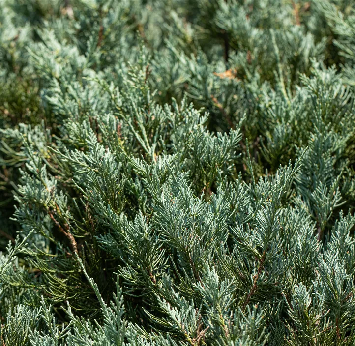 Tamarisken-Wacholder 'Tamariscifolia' Viertelstamm