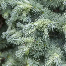 Larix kaempferi Bonsai S-Form, 45 l Topf