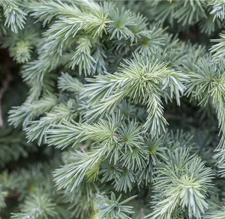 Japanische Lärche Bonsai