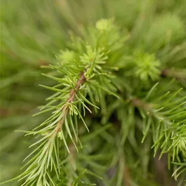 Larix kaempferi Bonsai, 175 cm