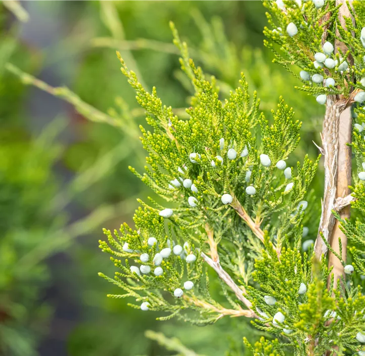 Dunkelgrüner Zypressen-Wacholder 'Canaertii' Bonsai