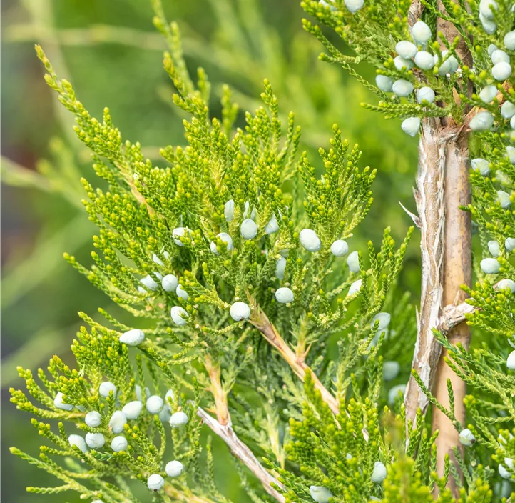 Dunkelgrüner Zypressen-Wacholder 'Canaertii' Bonsai