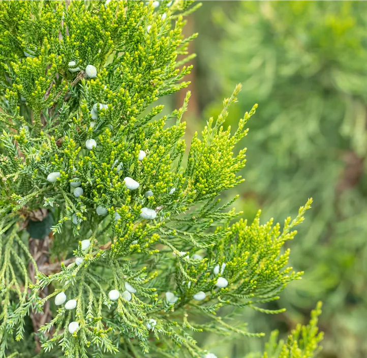 Dunkelgrüner Zypressen-Wacholder 'Canaertii' Bonsai