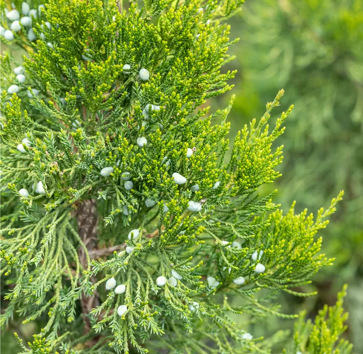 Dunkelgrüner Zypressen-Wacholder 'Canaertii' Bonsai