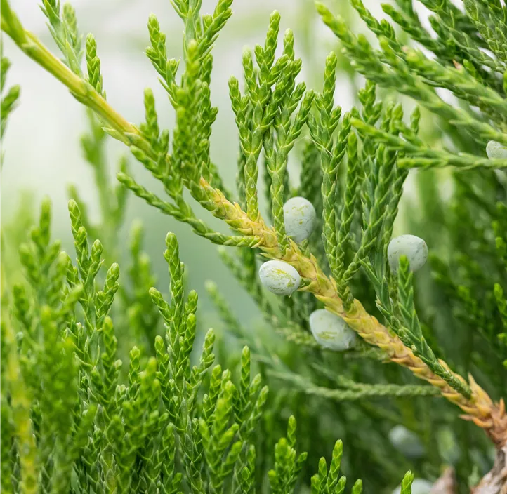 Dunkelgrüner Zypressen-Wacholder 'Canaertii' Bonsai