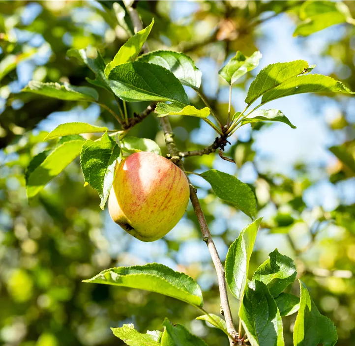 Apfel 'Cox Orange'