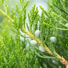 Juniperus virginiana Canaertii Bonsai