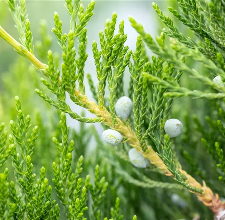 Dunkelgrüner Zypressen-Wacholder 'Canaertii' Bonsai