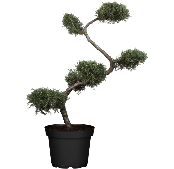 Strauchwacholder 'Grey Owl' Bonsai S-Form