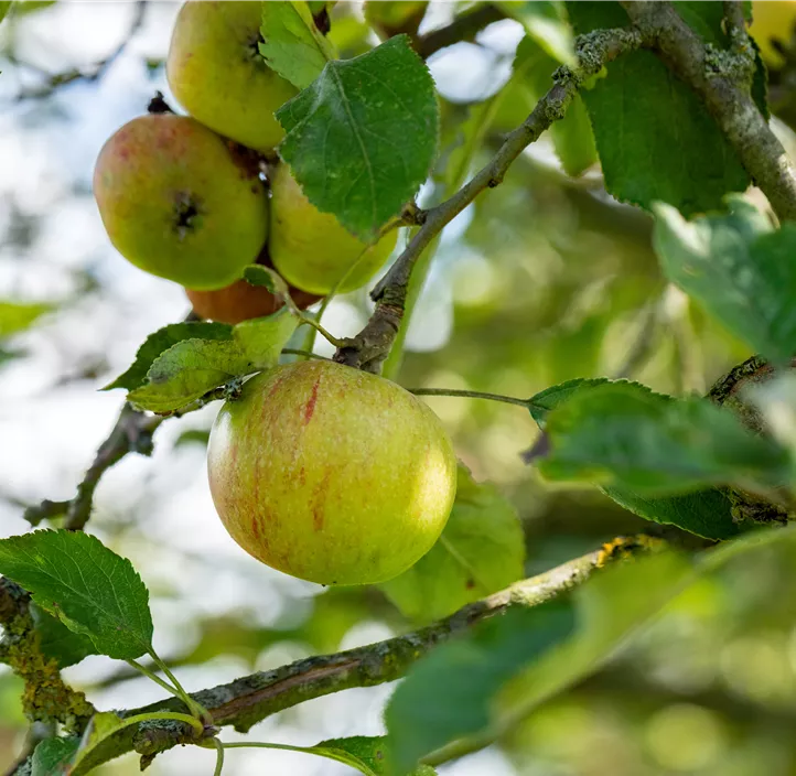 Apfel 'Cox Orange'