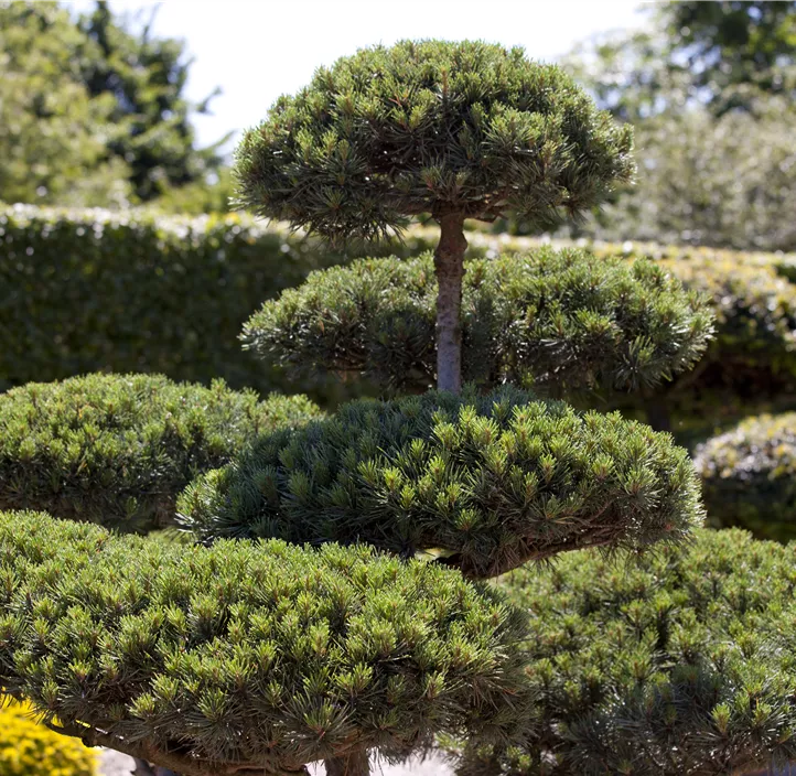 Berg-Kiefer Bonsai ZE