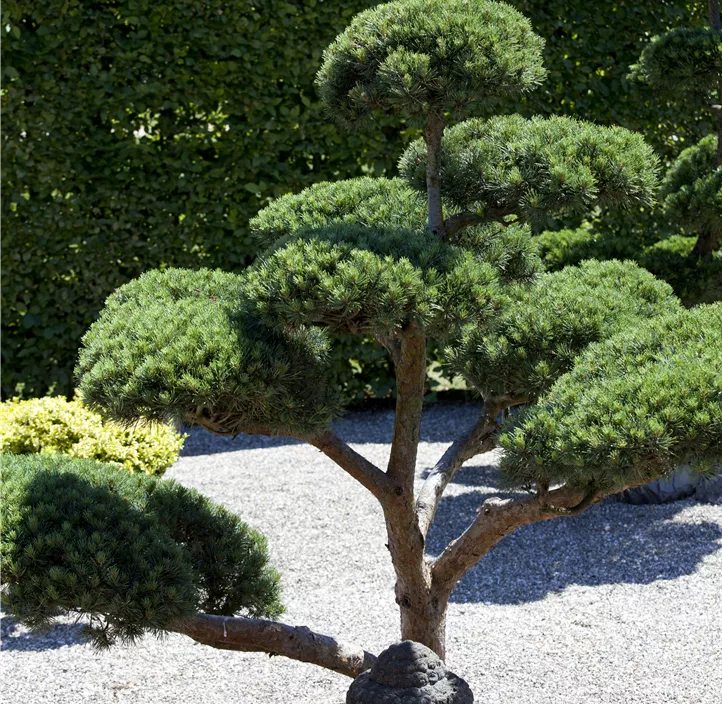 Berg-Kiefer Bonsai ZE