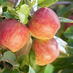 Malus domestica Gala