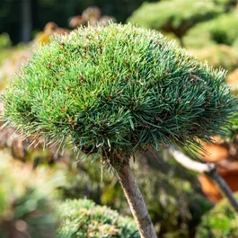 Pinus mugo Gnom Bonsai