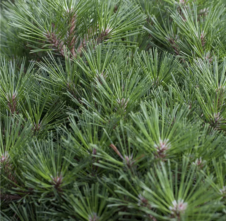 Schwarzkiefer Bonsai 