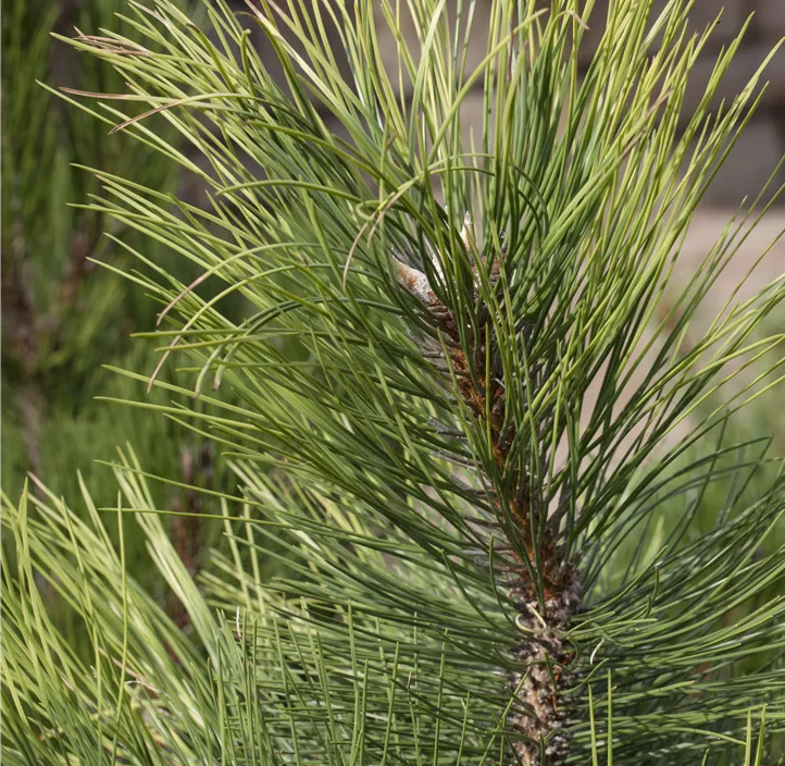 Schwarzkiefer Bonsai 