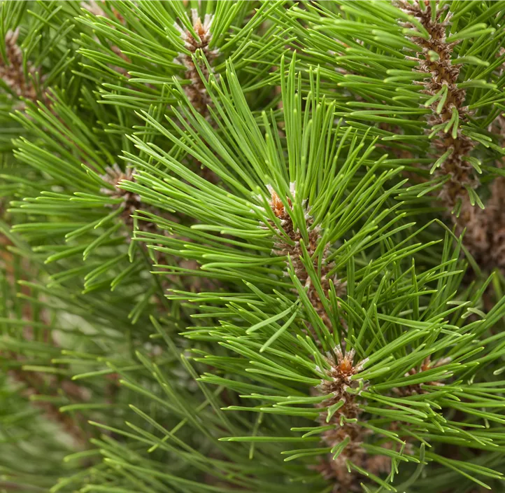 Schwarzkiefer Bonsai 