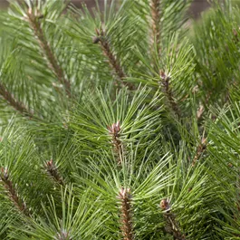 Pinus nigra Brepo Stamm/Kugel