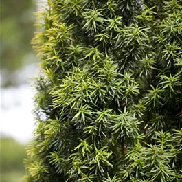 Taxus baccata (Keltischer Baumkreis)