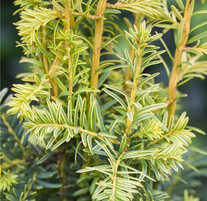 Gelbe Adlerschwingen-Eibe 'Dovastonii Aurea' Bonsai