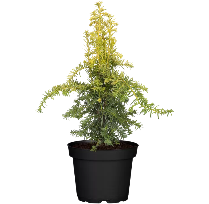 Gelbe Adlerschwingen-Eibe 'Dovastonii Aurea' Bonsai