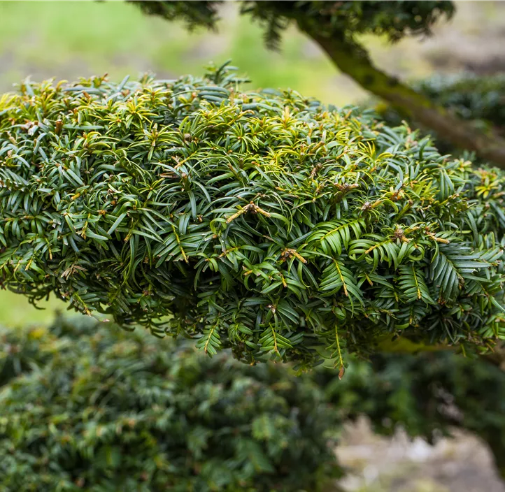 Gelbe Adlerschwingen-Eibe 'Dovastonii Aurea' Bonsai