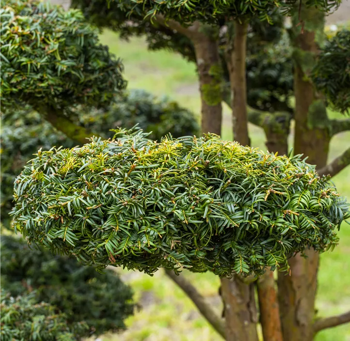 Gelbe Adlerschwingen-Eibe 'Dovastonii Aurea' Bonsai