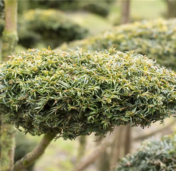 Gelbe Adlerschwingen-Eibe 'Dovastonii Aurea' Bonsai